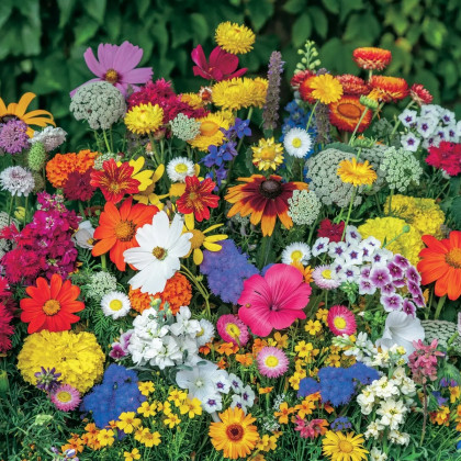 Kvetinová zmes pre okraje a záhony - predaj výsevných pások - 5 ks
