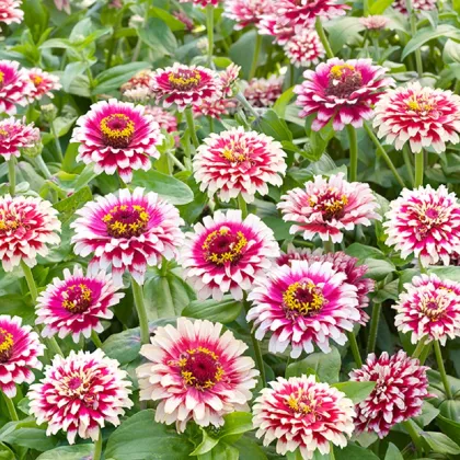 Cínia Flamenco - Zinnia elegans - predaj semien - 50 ks