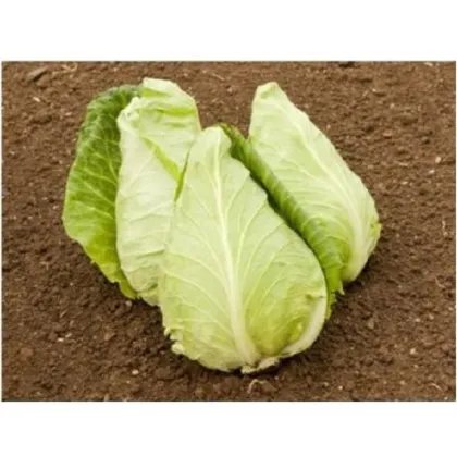 BIO Kapusta biela Eersteling - Brassica oleracea - predaj bio semien - 20 ks