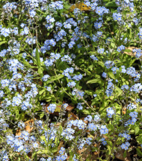 Nezábudka alpínska zakrpatená do nádoby - Myosotis alpestris - predaj semien - 700 ks