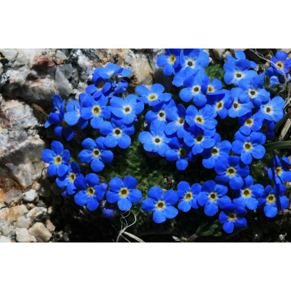 Nezábudka alpská temne modrá - Myosotis alpestris - semiačka - 130 ks