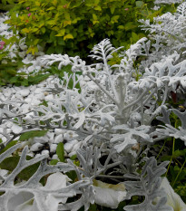 Starček prímorský - Senecio cineraria - predaj semien - 150 ks