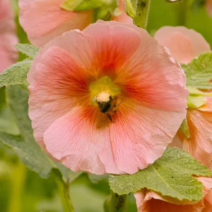 Topoľovka plnokvetá ružová Chaters - Alcea rosea - predaj semien - 7 ks