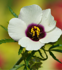 Ibištek trojdielny - Hibiscus trionum - predaj semien ibišteka - 5 ks