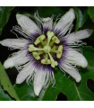 Mučenka jedlá - Passiflora edulis - semiačka - 5 ks