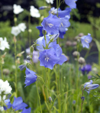 Zvonček broskyňolistý modrý - Campanula persicifolia - predaj semien - 300 ks