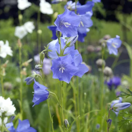 Zvonček broskyňolistý modrý - Campanula persicifolia - predaj semien - 300 ks