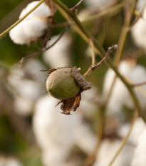 Bavlník bylinný - Gossypium herbaceum - predaj semien - 6 ks