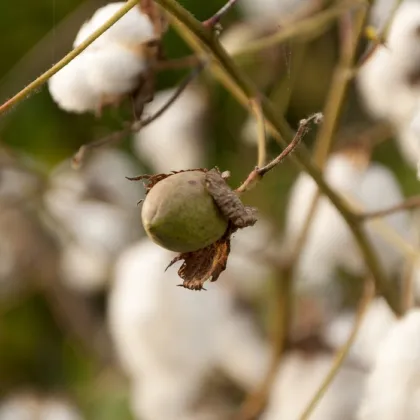 Bavlník bylinný - Gossypium herbaceum - predaj semien - 6 ks