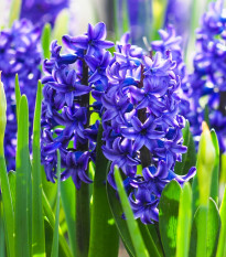 Hyacint plnokvetý Crystal Palace - Hyacinthus L. - predaj cibuľovín - 1 ks