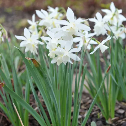 Narcis Thalia - Narcissus Thalia - predaj cibuľovín - 3 ks