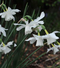 Narcis Thalia - Narcissus Thalia - predaj cibuľovín - 3 ks