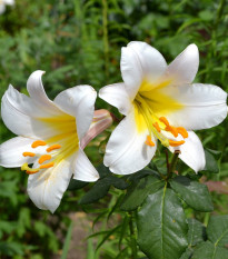 Ľalia White Planet - Lilium - predaj cibuľovín - 1 ks