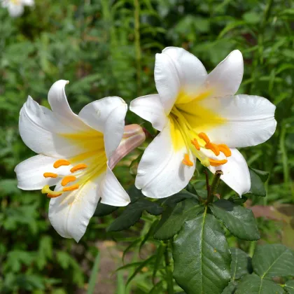 Ľalia White Planet - Lilium - predaj cibuľovín - 1 ks