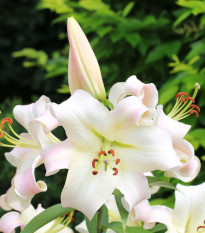 Ľalia Pretty Woman - Lilium - predaj cibuľovín - 1 ks