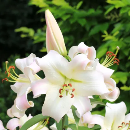 Ľalia Pretty Woman - Lilium - predaj cibuľovín - 1 ks