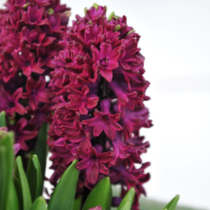 Hyacint Woodstock - Hyacinthus L. - predaj cibuľovín - 1 ks