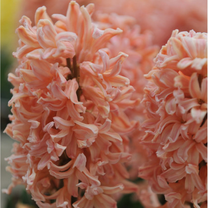 Hyacint Gipsy Queen - Hyacinthus - predaj cibuľovín - 1 ks