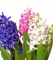 Balíček cibuliek hyacintov - Hyacinthus - predaj cibuľovín - 4 ks