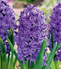 Hyacint plnokvetý Lili Purple - Hyacinthus - predaj cibuľovín - 1 ks