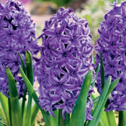 Hyacint plnokvetý Lili Purple - Hyacinthus - predaj cibuľovín - 1 ks