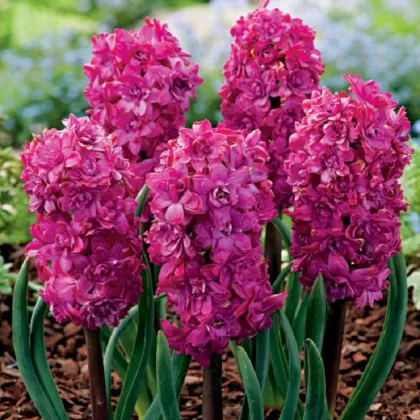 Hyacint plnokvetý Red Diamond - Hyacinthus - predaj cibuľovín - 1 ks