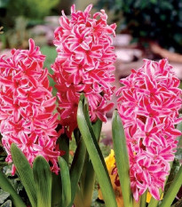 Hyacint Eros - Hyacinthus - predaj cibuľovín - 1 ks