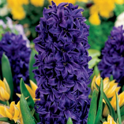 Hyacint Purple Star - Hyacinthus - predaj cibuľovín - 1 ks