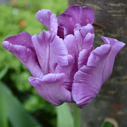 Tulipán Blue Parrot - Tulipa - predaj cibuľovín - 3 ks