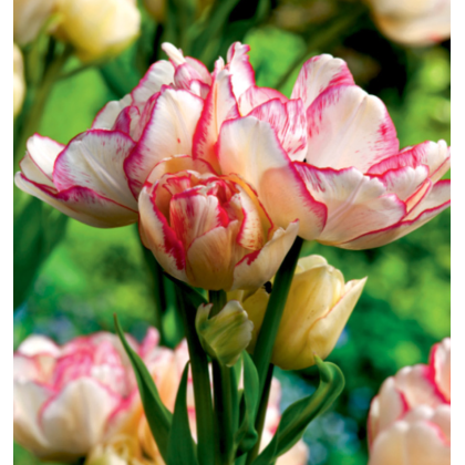 Tulipán Belicia - Tulipa - predaj cibuľovín - 3 ks