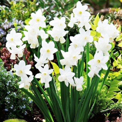 Narcis Silver Bouquet - Narcissus - predaj cibuľovín - 3 ks