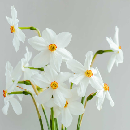 Narcis Silver Bouquet - Narcissus - predaj cibuľovín - 3 ks