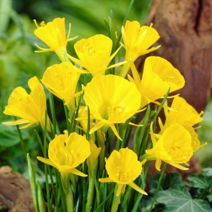 Narcis Golden bells - Narcissus bulbocodium - predaj cibuľovín - 3 ks