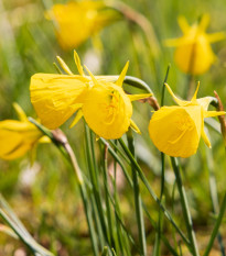 Narcis Golden bells - Narcissus bulbocodium - predaj cibuľovín - 3 ks