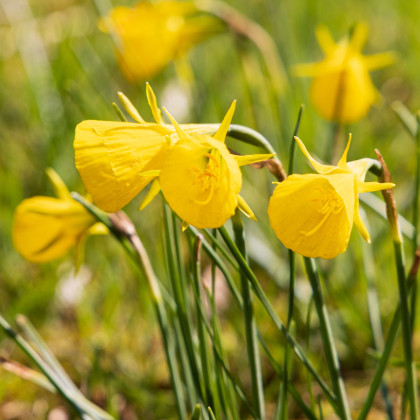 Narcis Golden bells - Narcissus bulbocodium - predaj cibuľovín - 3 ks