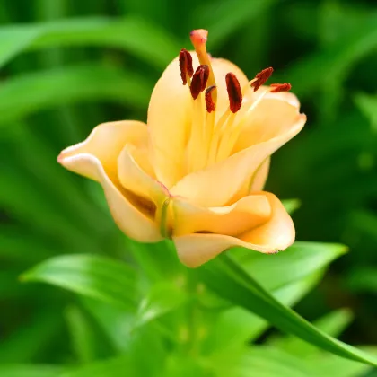 Ľalia Apricot Fudge - Lilium - predaj cibuľovín - 1 ks