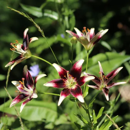 Ľalia Nettys Pride - Lilium - predaj cibuľovín - 1 ks