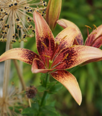 Ľalia Whistler - Lilium - predaj cibuľovín - 1ks