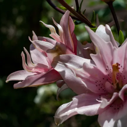 Ľalia Elodie - Lilium - predaj cibuľovín - 1 ks