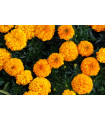 Aksamietnica vzpriamená obrovská Sunset - Tagetes erecta - predaj semien - 0,3 g