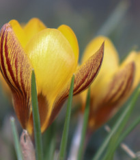 Krókus Gipsy Girl - Crocus chryzanthus - predaj cibuľovín - 3 ks