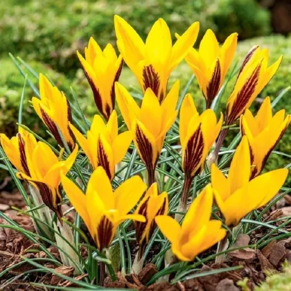 Krókus širokolistý - Crocus angustifolius - predaj cibuľovín - 3 ks