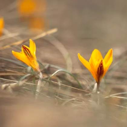 Krókus širokolistý - Crocus angustifolius - predaj cibuľovín - 3 ks