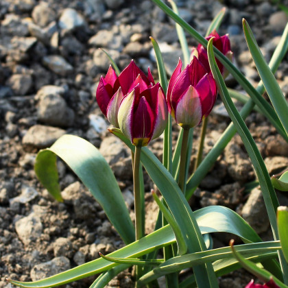Tulipán Persian Pearl - Tulipa humilis - predaj cibuľovín - 3 ks