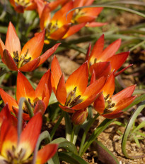 Tulipán Little Princess - Tulipa humilis - predaj cibuľovín - 3 ks