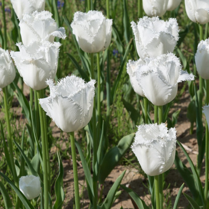 Tulipán Honeymoon - Tulipa - predaj cibuľovín - 3 ks