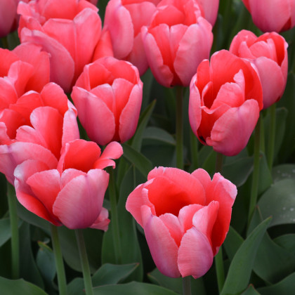 Tulipán Pink Impression - Tulipa - predaj cibuľovín - 3 ks