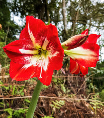 Zornica Barbados - Hippeastrum - predaj cibuľovín - 1ks