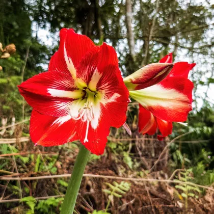 Zornica Barbados - Hippeastrum - predaj cibuľovín - 1ks