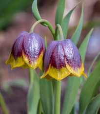 Korunkovka Michailovskyi - Fritillaria michailovskyi - predaj cibuľovín - 3 ks